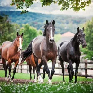 Firefly a family of thoroughbred horses 76150