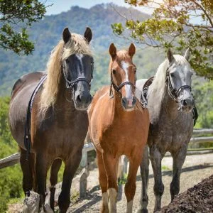 Firefly a family of thoroughbred horses 93498