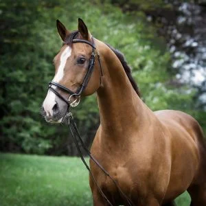 Firefly majestic strong thoroughbred 96576