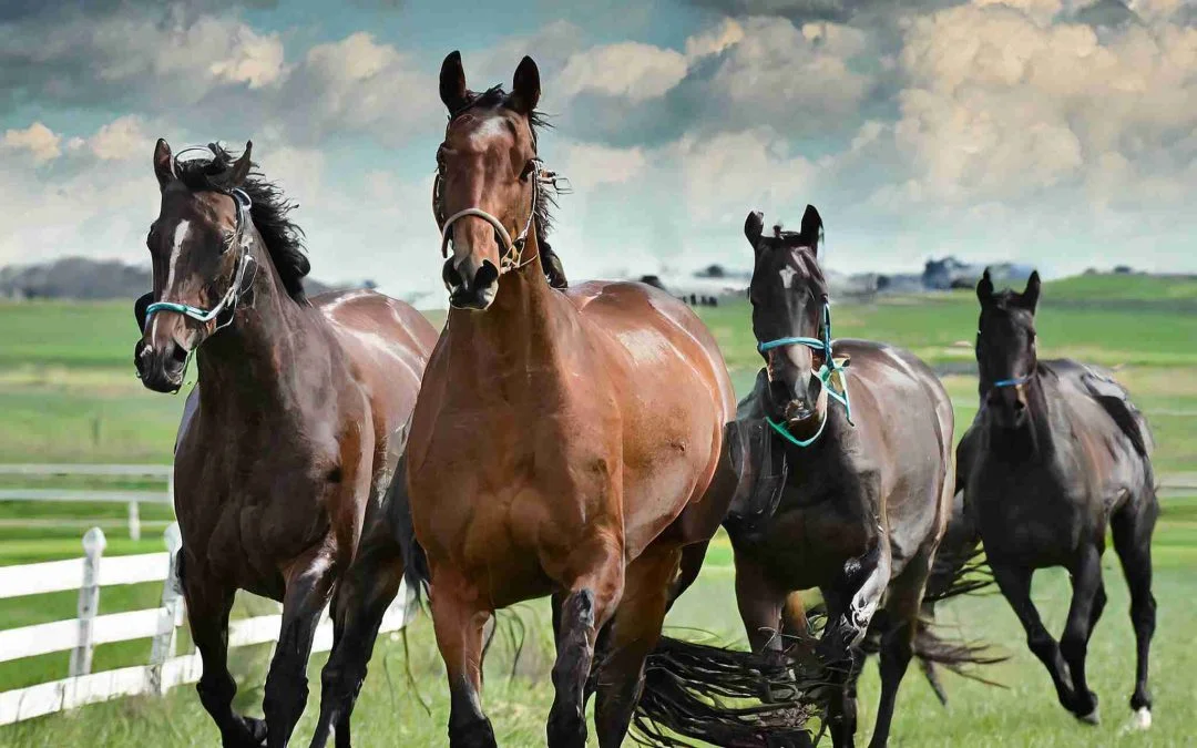 Driving Growth for Central Kentucky Small Businesses: #1 Thoroughbred Innovations Leads the Charge